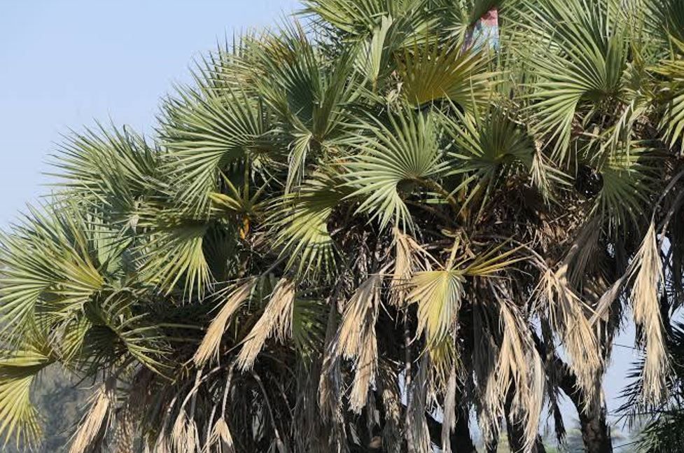 বাঁকুড়ার জঙ্গলে মিলল বিরল ‘রাবণ তাল’, বিদ্যাসাগর বিশ্ববিদ্যালয়ের গবেষণায় আন্তর্জাতিক স্বীকৃতি!