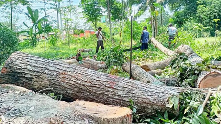 সরকারি সামাজিক বনায়নের শতাধিক গাছ কাটা নিয়ে তোলপাড়! মোহনপুরে অবৈধভাবে গাছ কাটার অভিযোগ, তদন্তে প্রশাসন!
