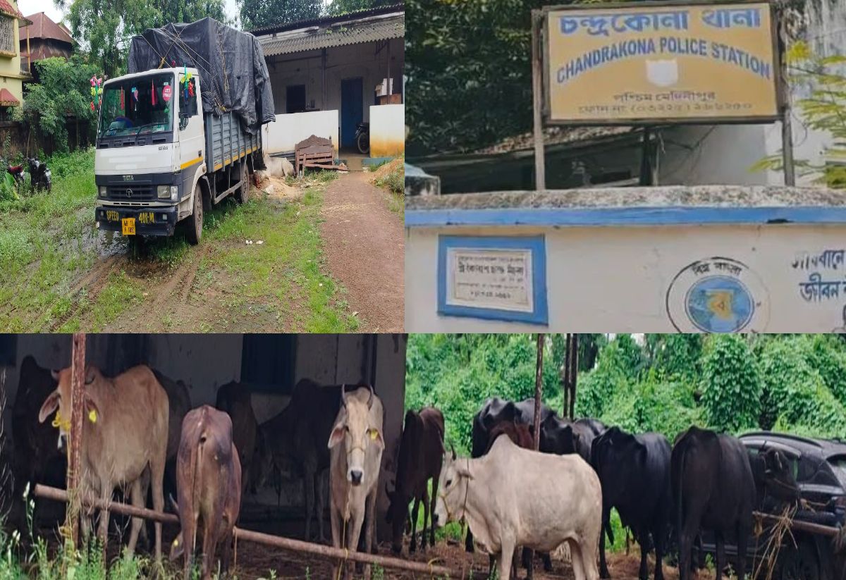 বড়সড় গরু পাচার রুখল চন্দ্রকোনা থানার পুলিশ, গ্রেফতার ১