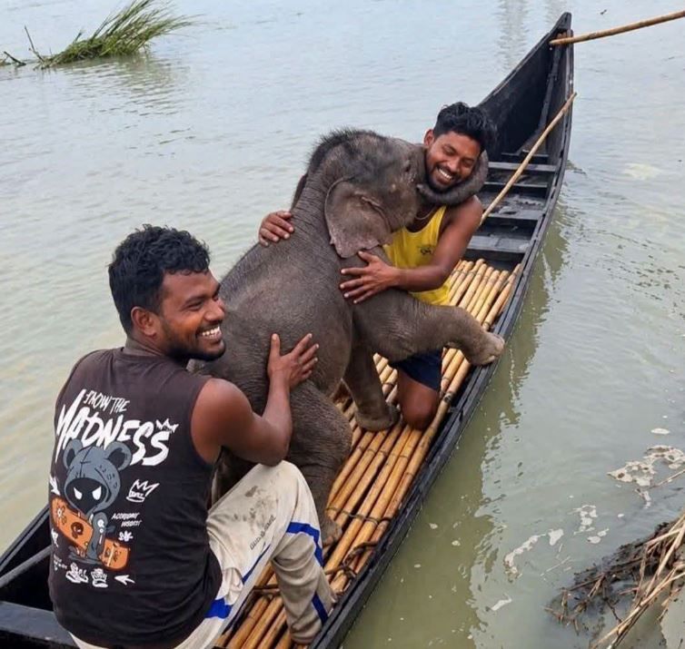 তিস্তায় মৃত্যুর মুখ থেকে ফিরল শাবক, মায়ের ডাকে ছুটে এসে সন্তানকে আগলে জঙ্গলে ফিরল মা হাতি!