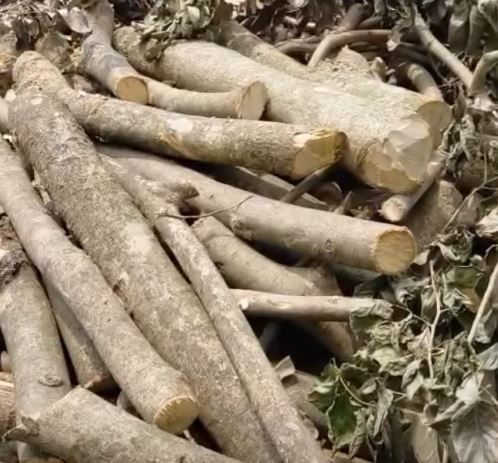 মেদিনীপুর সদরে অনুমতি ছাড়া গাছ কাটার অভিযোগ, বনদপ্তরে অভিযোগ পঞ্চায়েত সদস্যের!