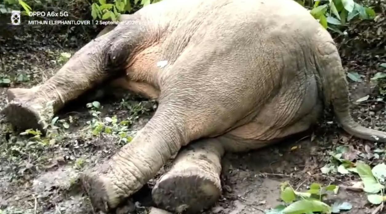 লোহার রডে গুরুতর জখম রামলাল, যন্ত্রণায় কাতর প্রিয় হাতিকে ঘিরে উদ্বেগ জঙ্গলমহলে!