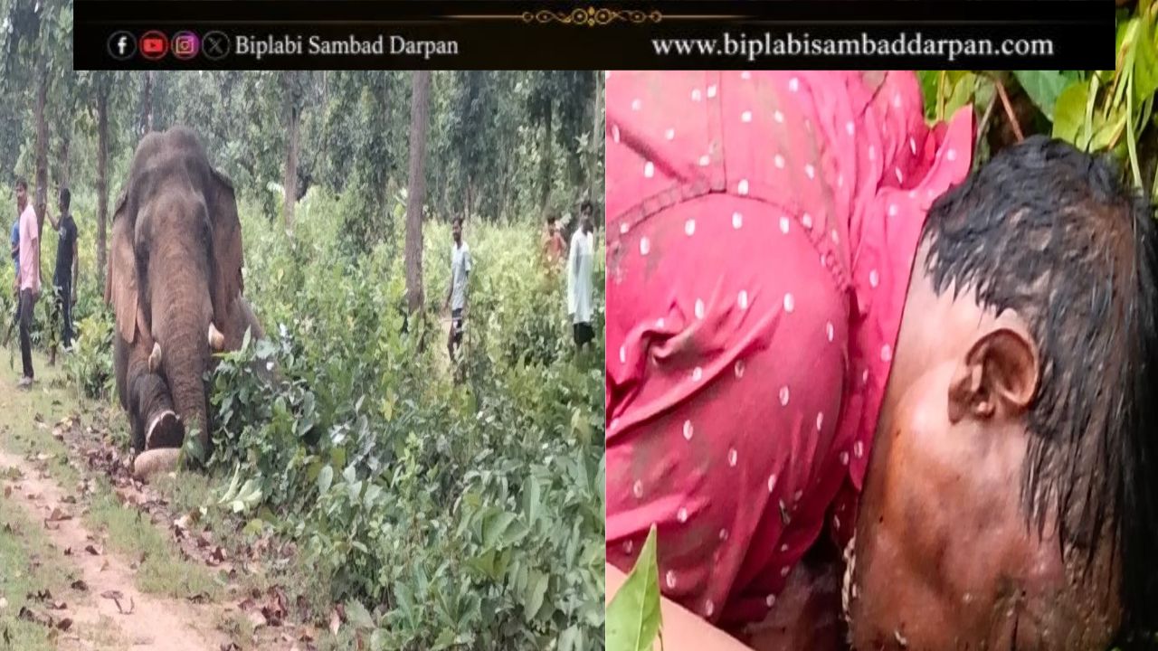 জঙ্গলে ছাতু কুড়াতে গিয়ে হাতির হানা, প্রাণ গেল ৪৫ বছরের গঙ্গাধরের