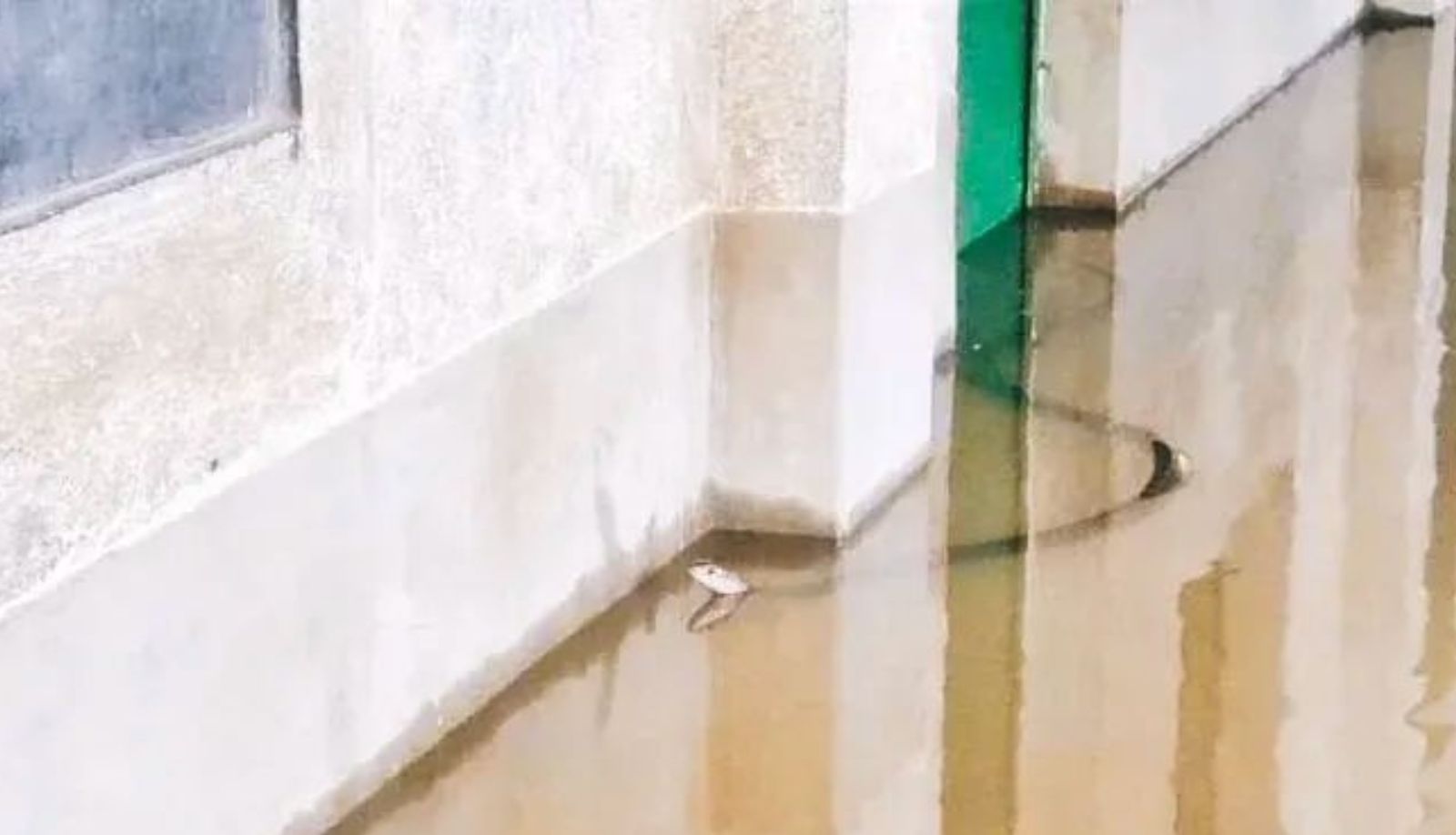 ঘাটালে জলযন্ত্রণা,২১ স্কুলে বন্ধ পঠন-পাঠন,স্কুলের ভিতরেই সাপ!