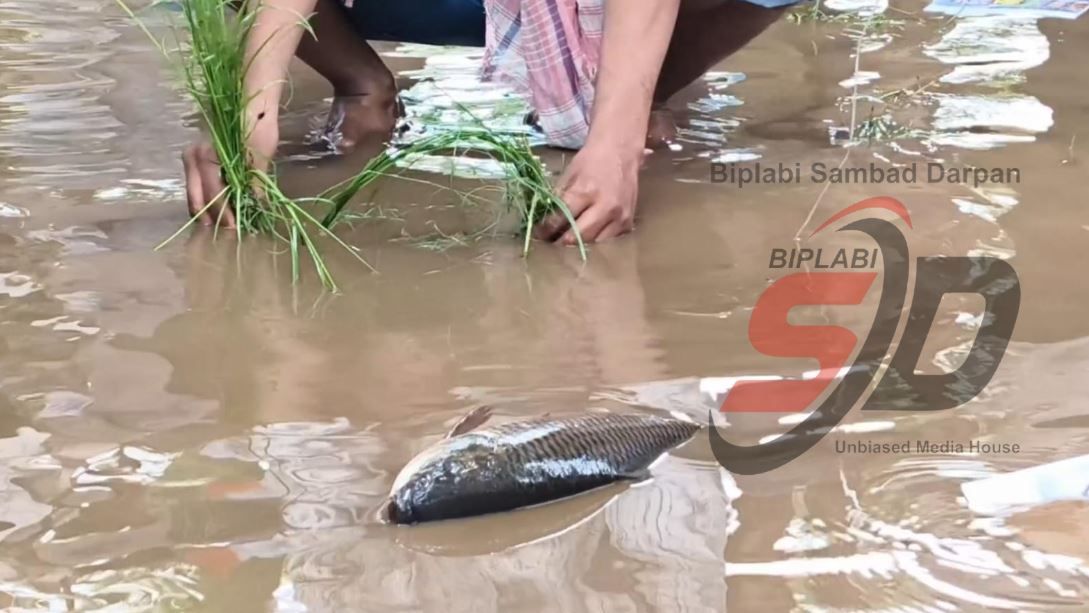 রাস্তার গর্তে মাছ ছেড়ে ধান রোপণ! মেদিনীপুরে বেহাল রাস্তার প্রতিবাদে কংগ্রেসের অভিনব আন্দোলন!